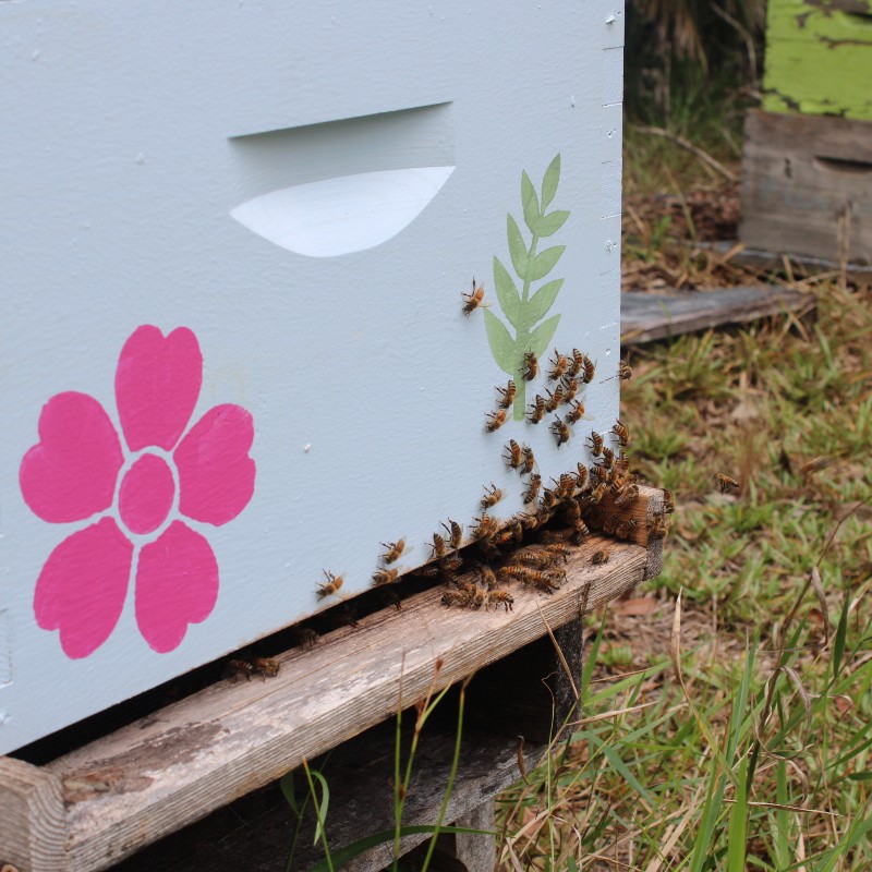 hive