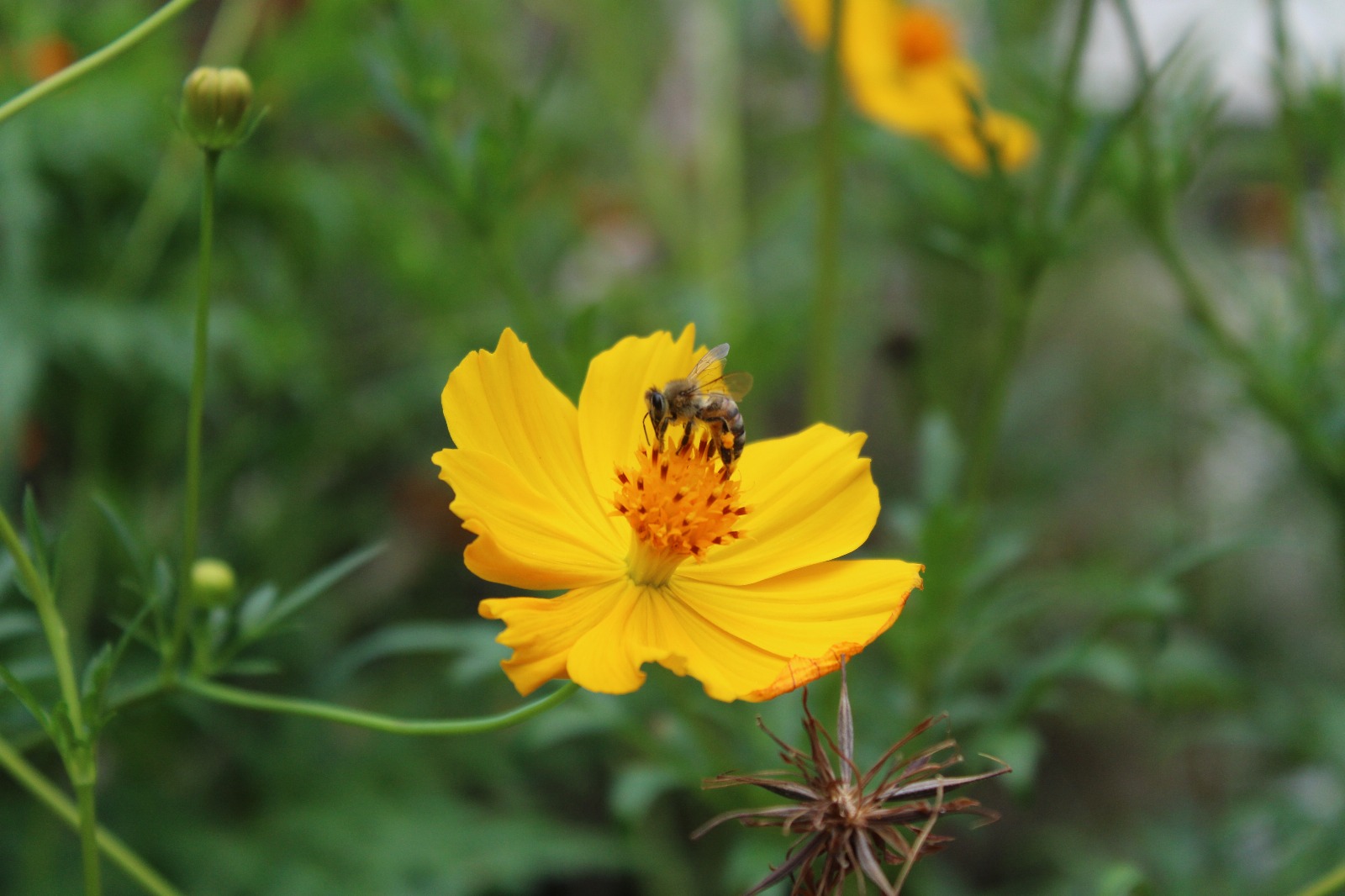 Live Honey Bee Removal Service
